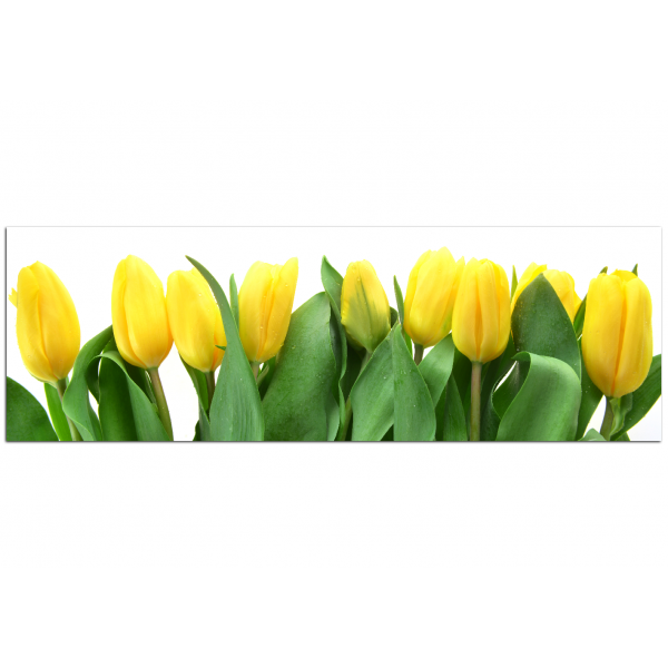 Obraz na plátně - Žluté tulipány - panoráma